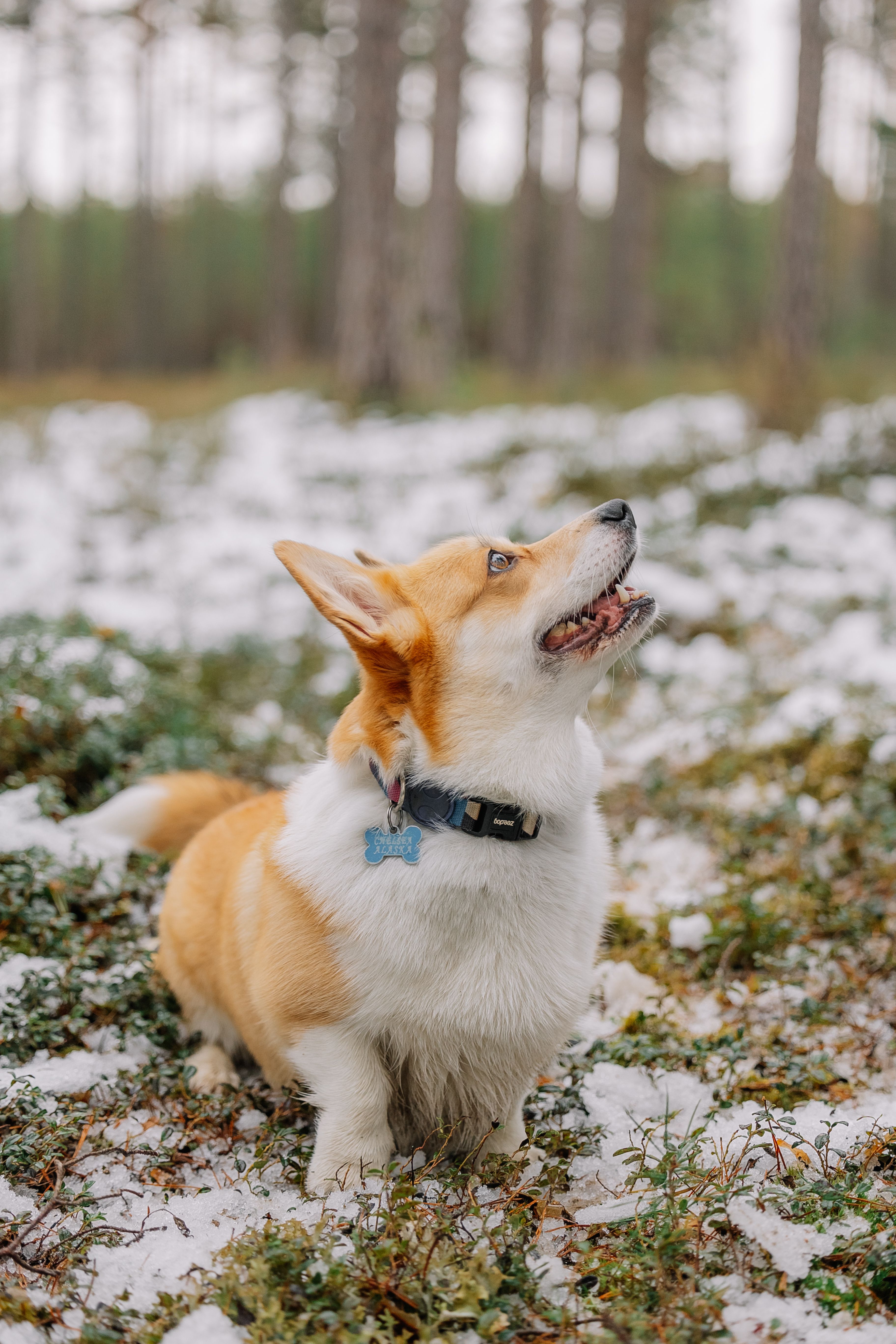 Background For Pets Photos, Download The BEST Free Background For Pets