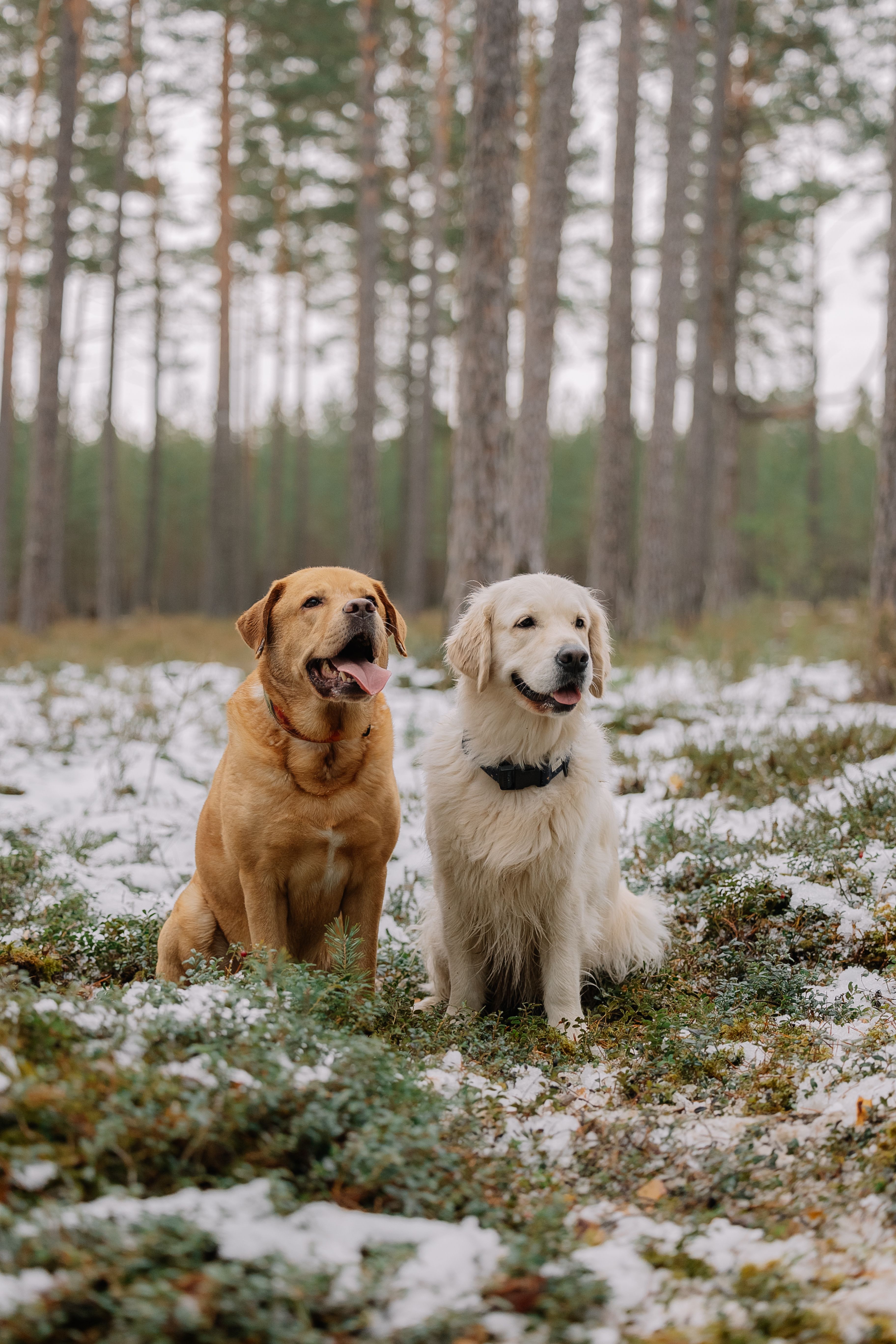 Golden Retriever and Labrador Sitting in Snowy Forest · Free Stock Photo