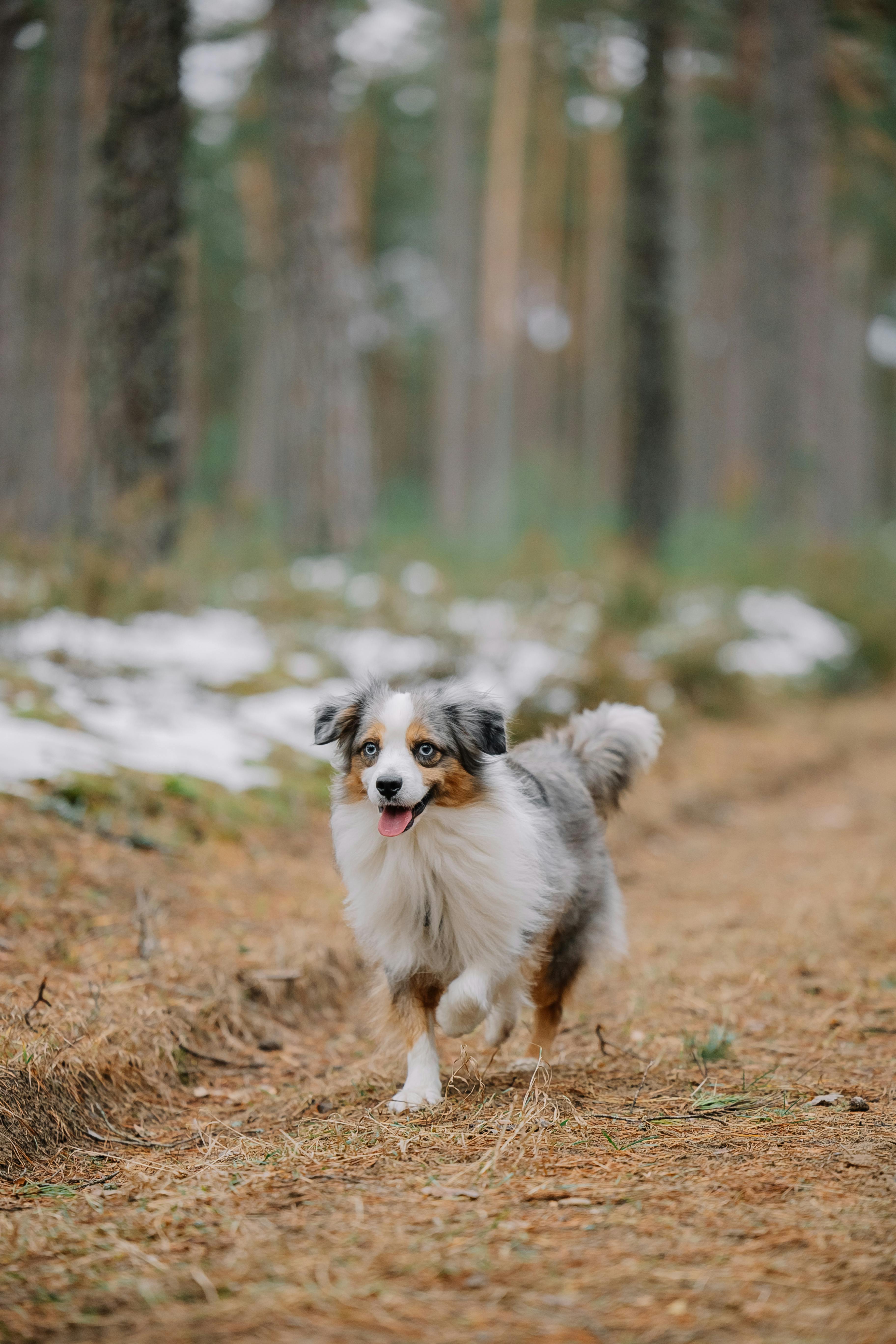 Happy Australian Shepherd running along a forest path on a calm day.