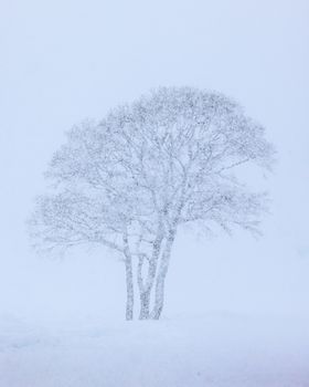 A tranquil winter scene featuring frosted trees against a snowy backdrop in Hokkaido, Japan.
