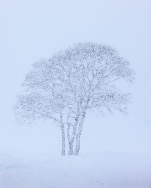 Free A tranquil winter scene featuring frosted trees against a snowy backdrop in Hokkaido, Japan. Stock Photo