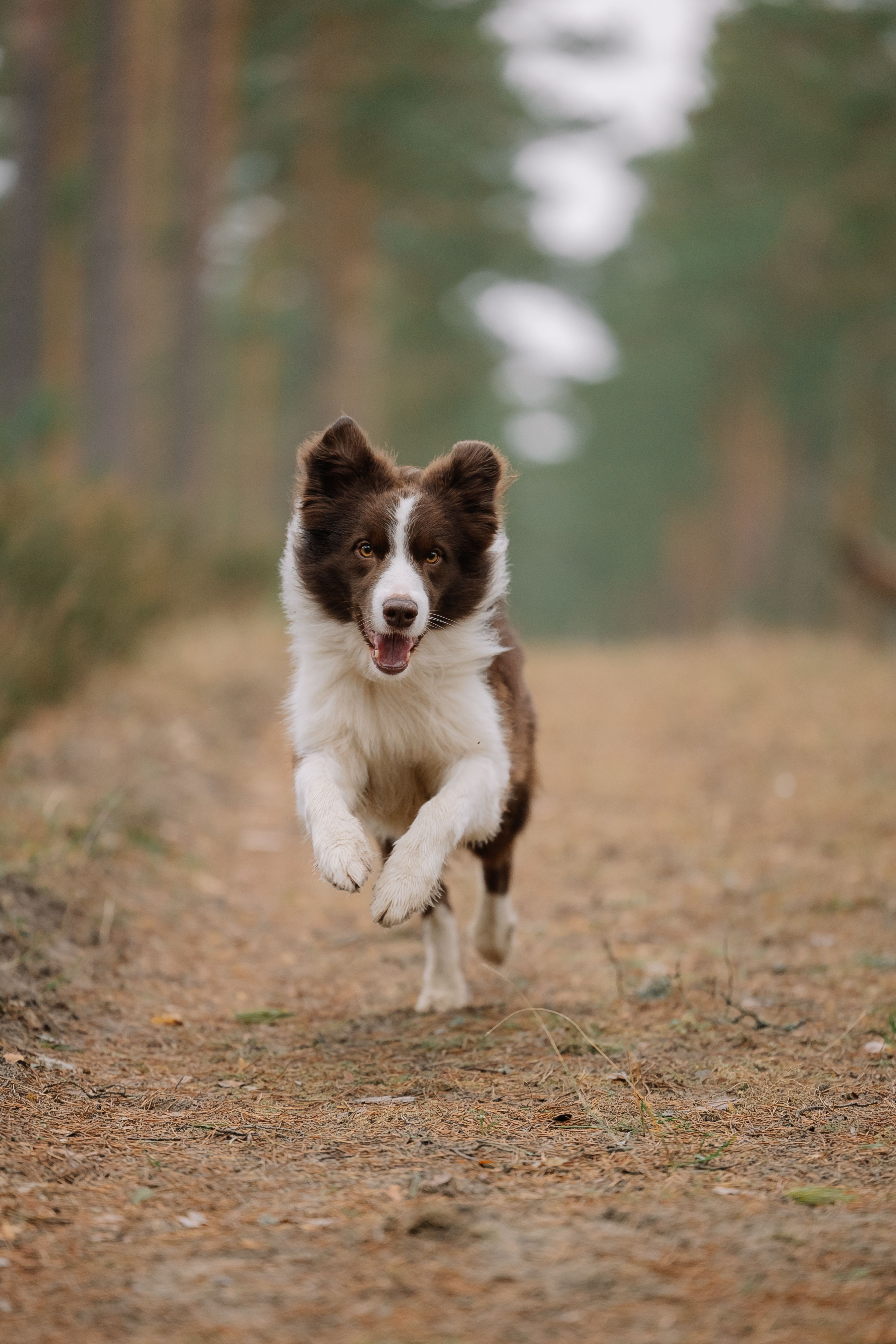 Energetic Border Collie Running Outdoors · Free Stock Photo