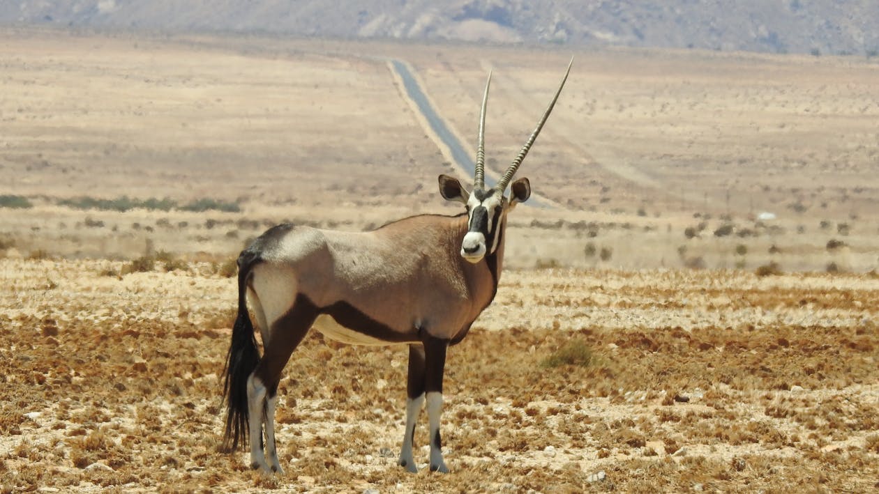 Antílope Marrom E Preto No Deserto