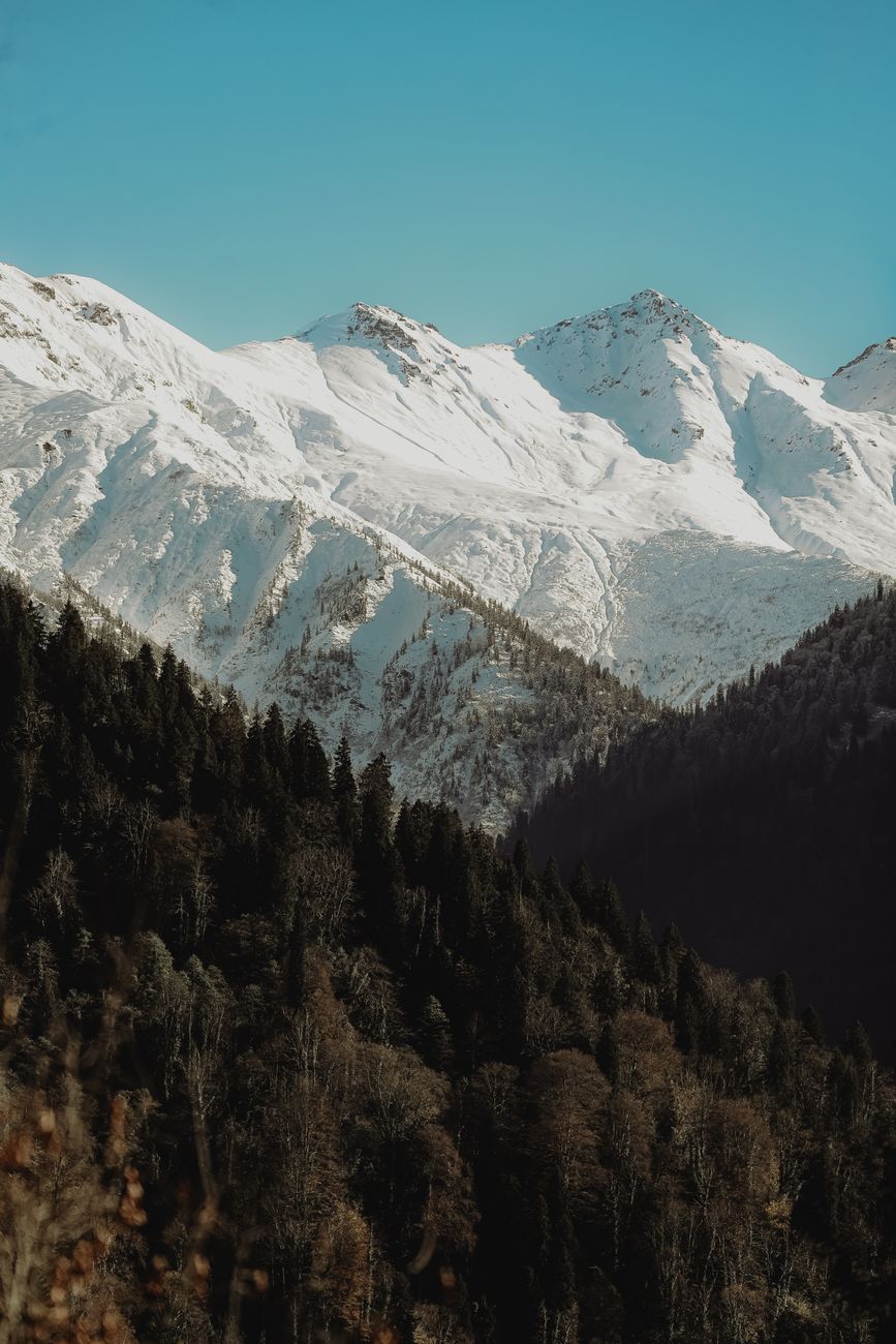 A serene view of snow-capped mountains with a lush forest foreground under a clear blue sky.