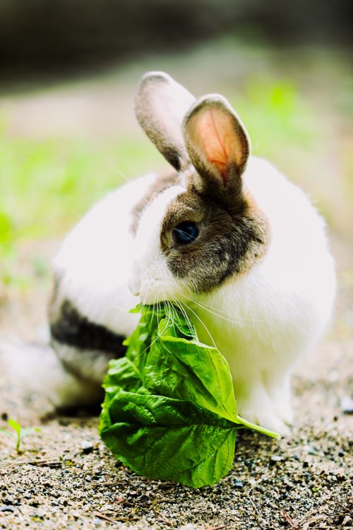 Adorable Rabbit Eating Fresh Green Leaf Outdoors · Free Stock Photo