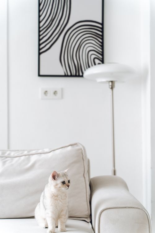White Cat Relaxing in Modern Living Room · Free Stock Photo