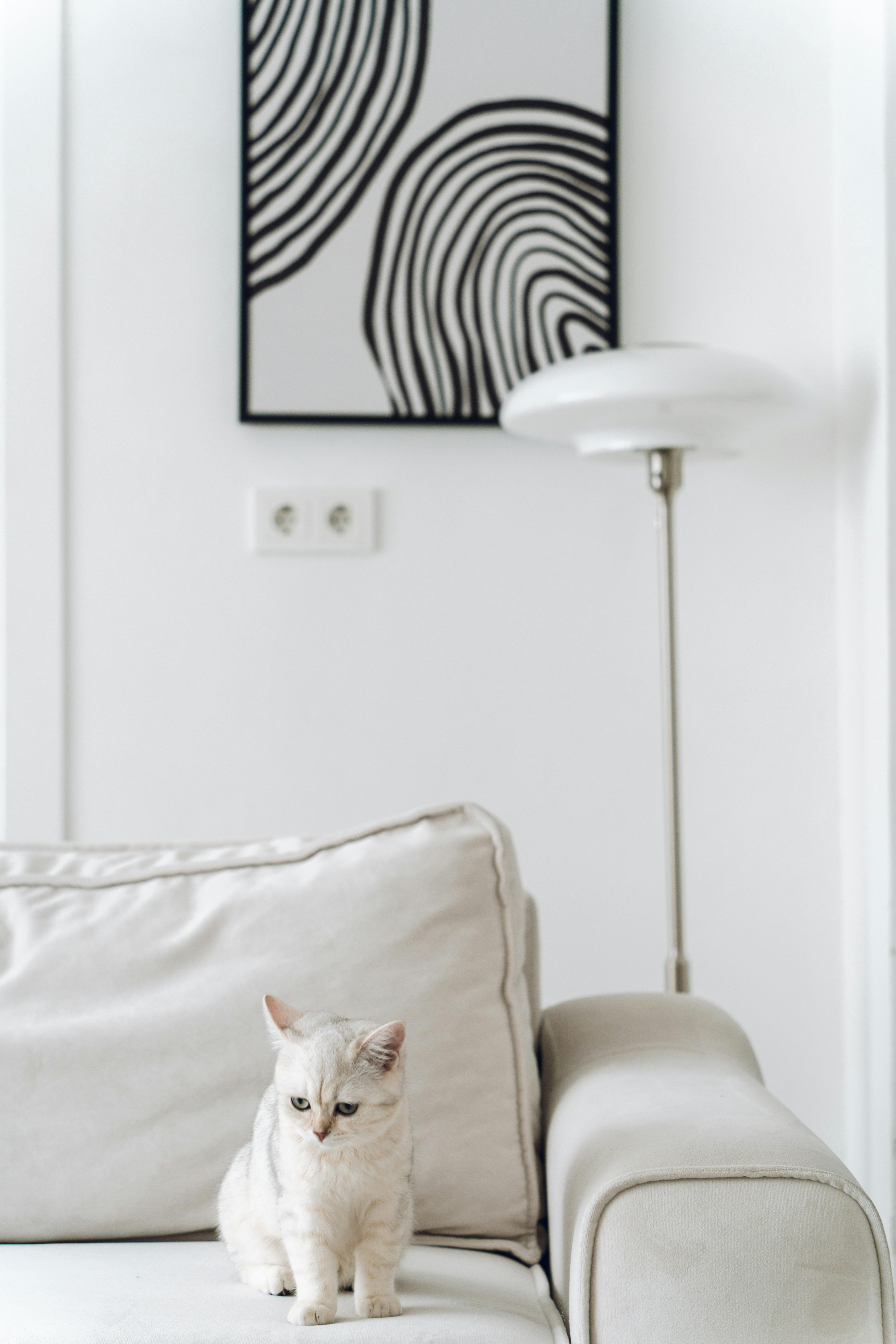 Modern living room with a white cat on a cream sofa, featuring abstract art and a lamp.