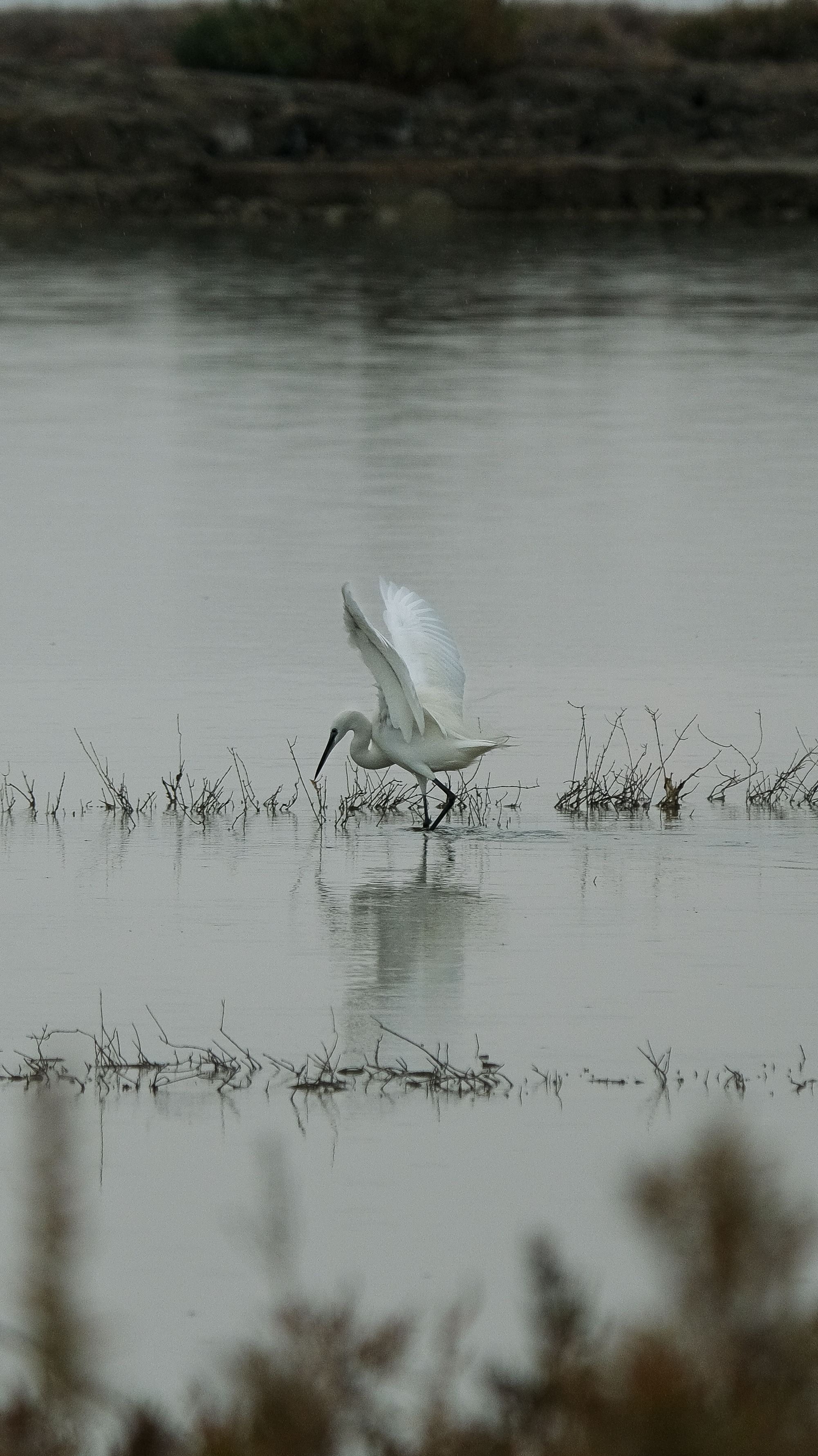 A graceful spoonbill wading and searching for food in serene wetland waters at dawn.