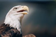 秃鹰的特写镜头细致展现了它的特征与锐利目光