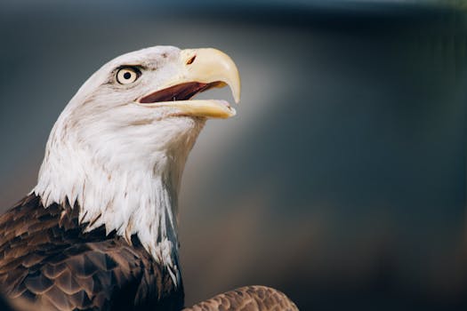 Detailed close-up of a bald eagle, showcasing its features and piercing gaze.