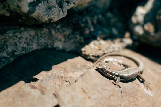 A close-up of a lizard basking on sunlit rocks in Madeira, Portugal.