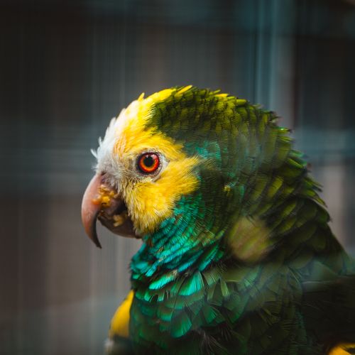 Free Close-up of a colorful Amazon parrot with vivid feathers in Madeira Zoo, Portugal. Stock Photo