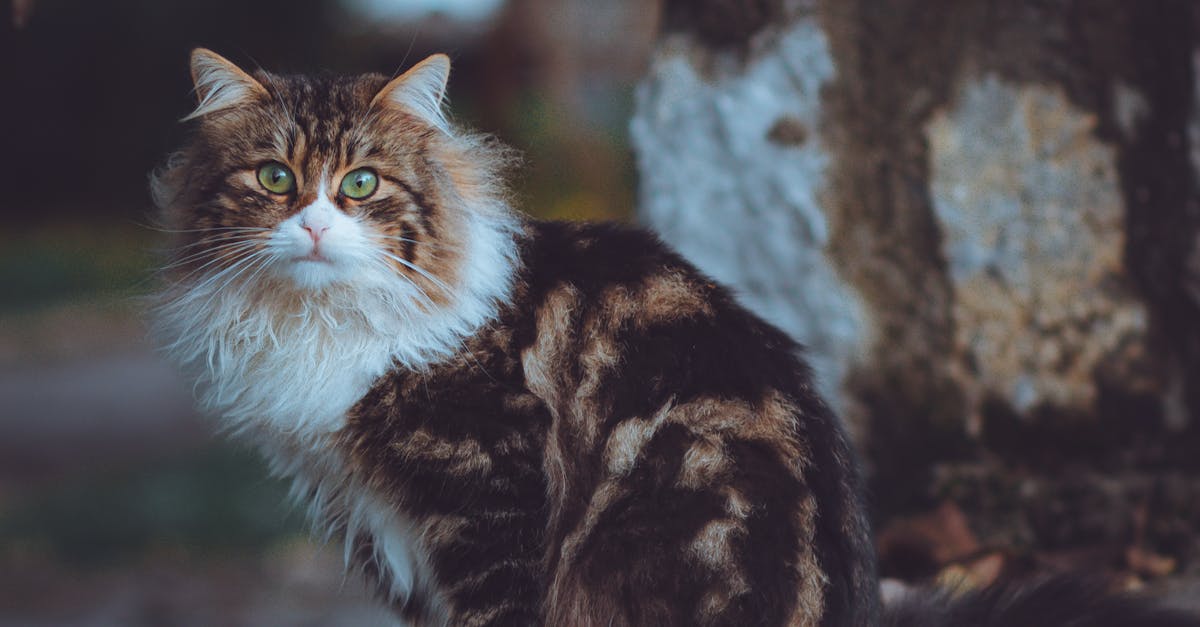 超限量100組!Suzuki IGNIS × 黃阿瑪的後宮生活聯名車款限量登場