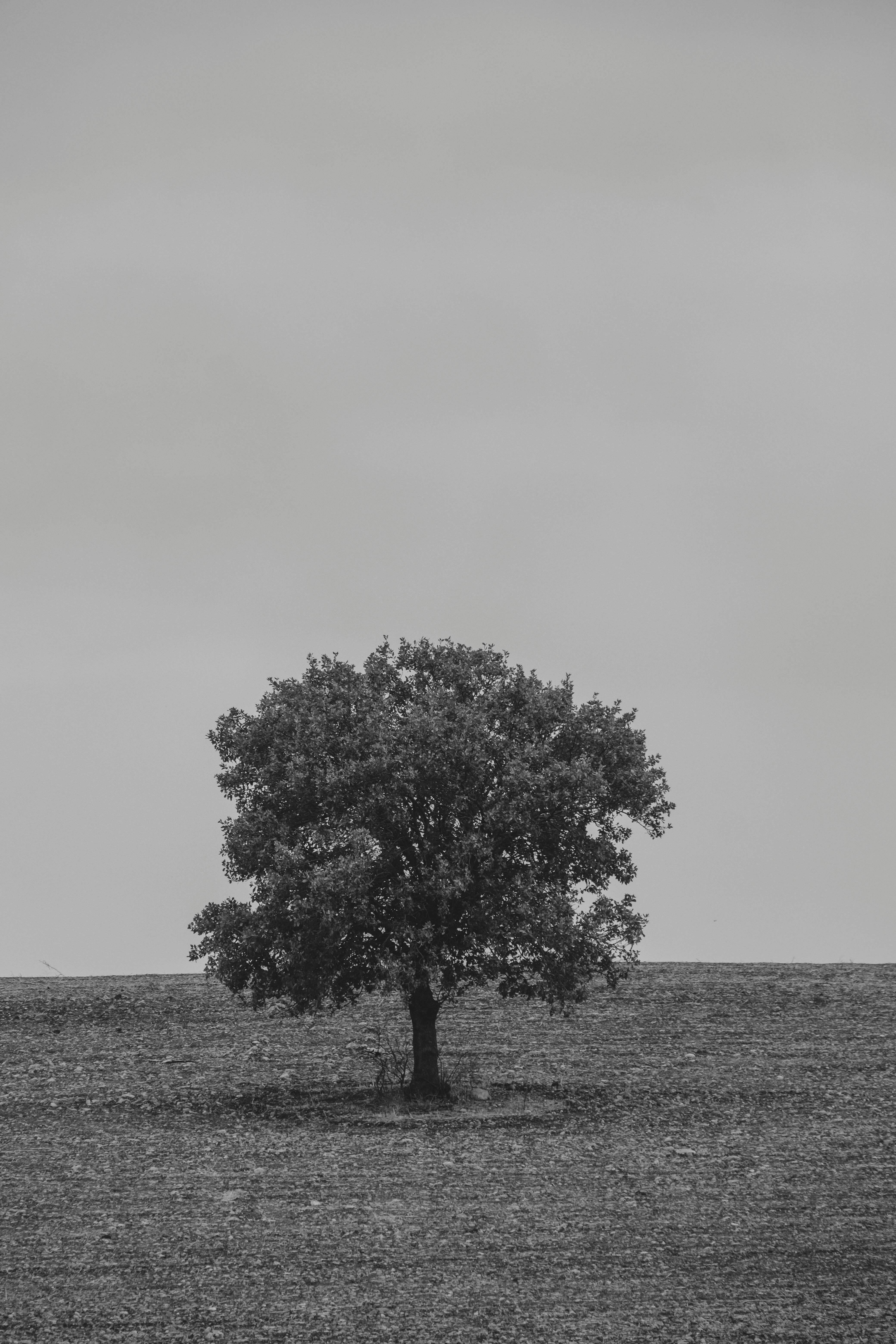 Lone tree in a vast field, captured in a dramatic black and white style.