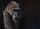 ape