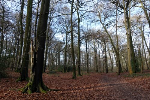 Free An enchanting view of a winter forest with tall bare trees and a carpet of fallen leaves. Stock Photo