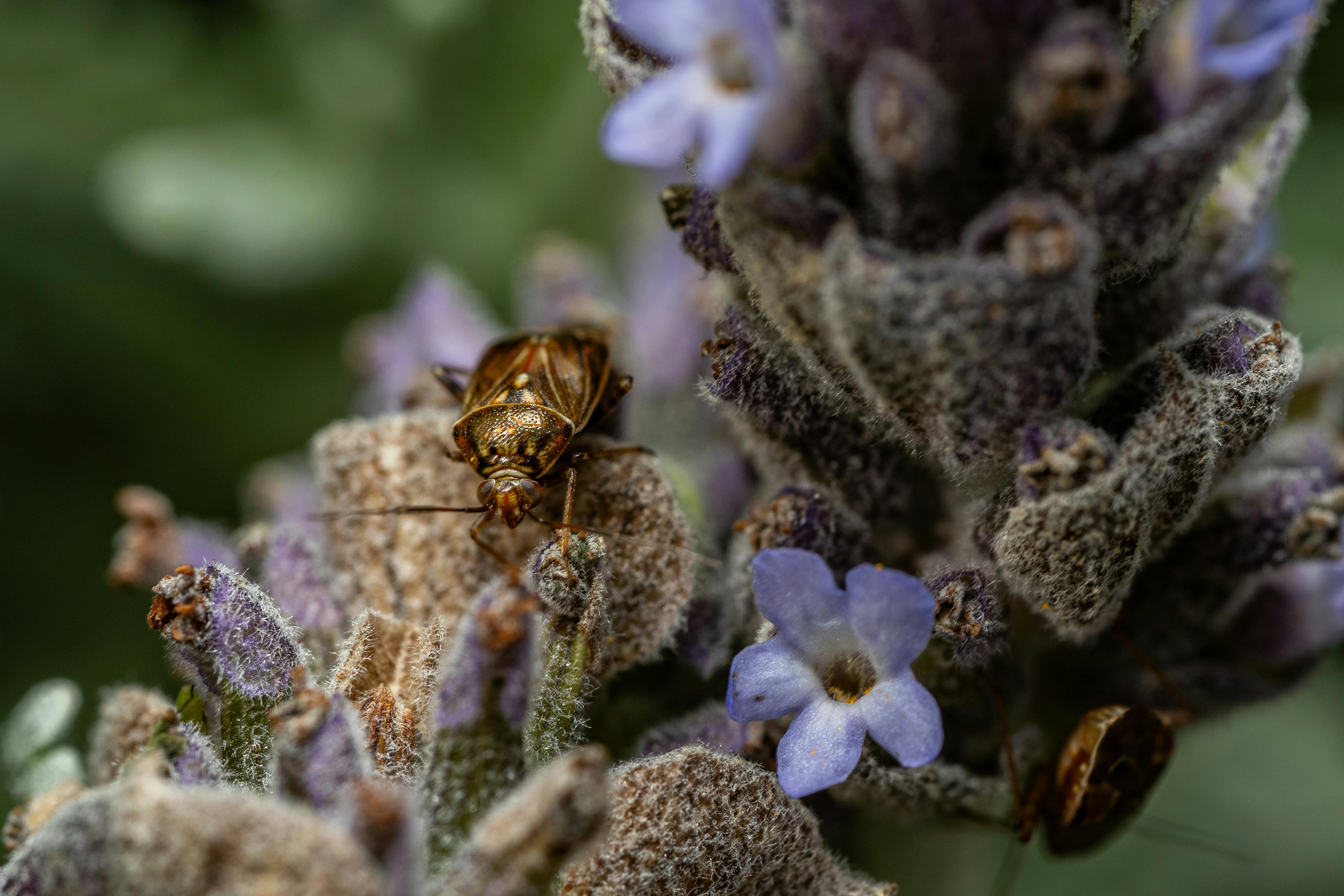 Detailed macro shot of a brown bug on lavender flowers.