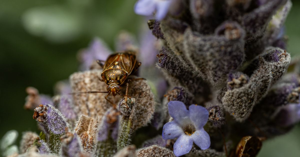 Lavender Insect Close-up of Insect on Lavender Blossom · Free Stock Photo