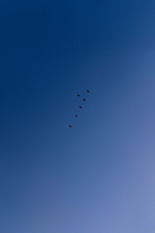 Free Minimalist capture of birds flying over a clear blue sky in Broadstairs, England. Stock Photo