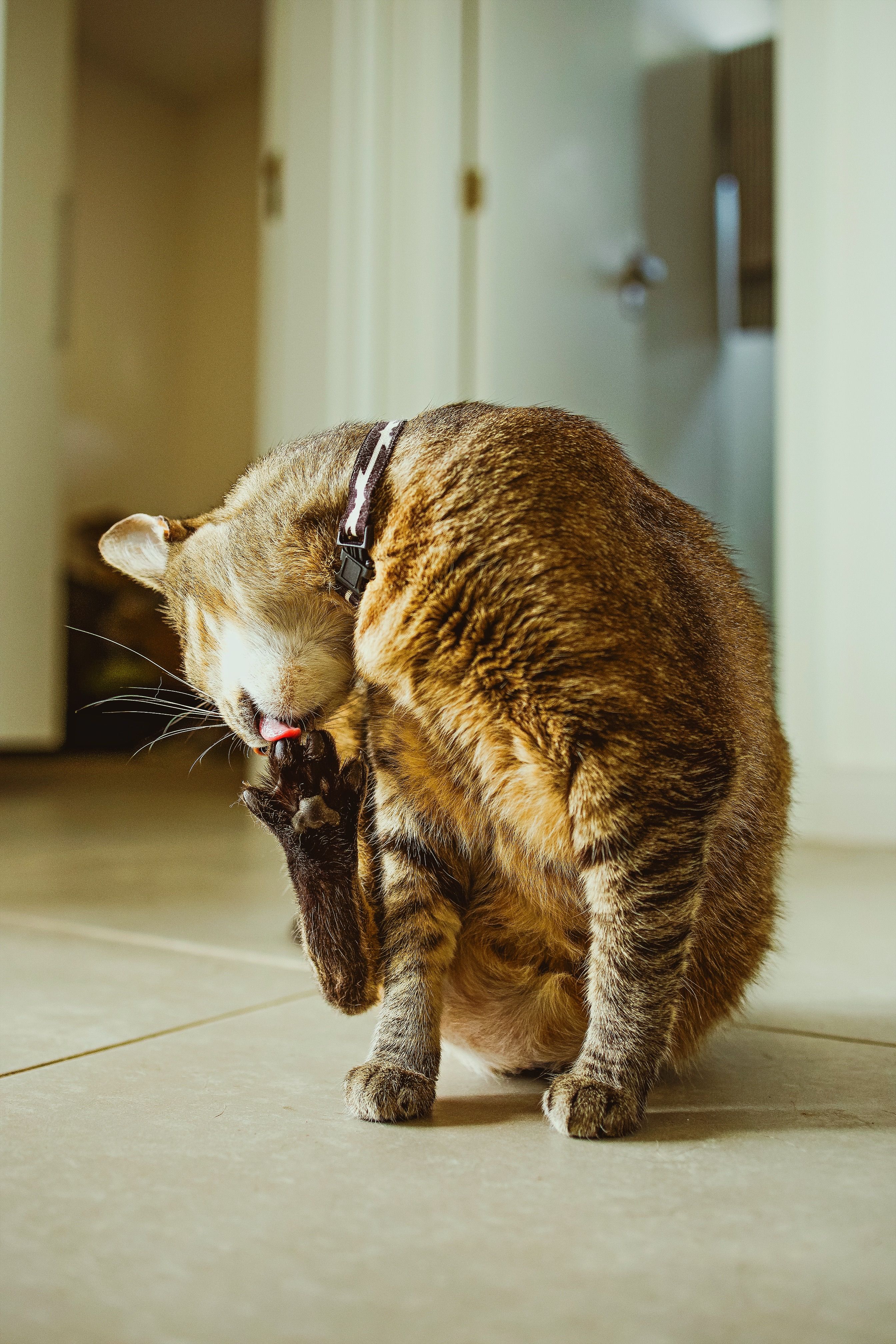 Catnip Erva do Gato