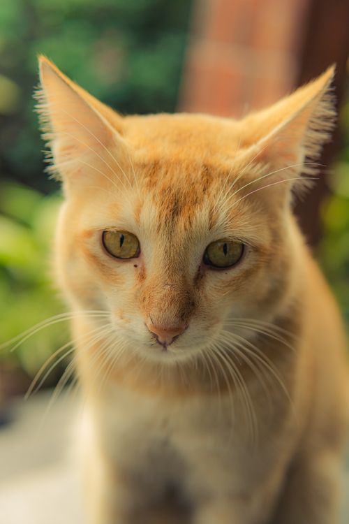 Free Close-up portrait of a ginger cat with green eyes in a natural outdoor setting. Stock Photo