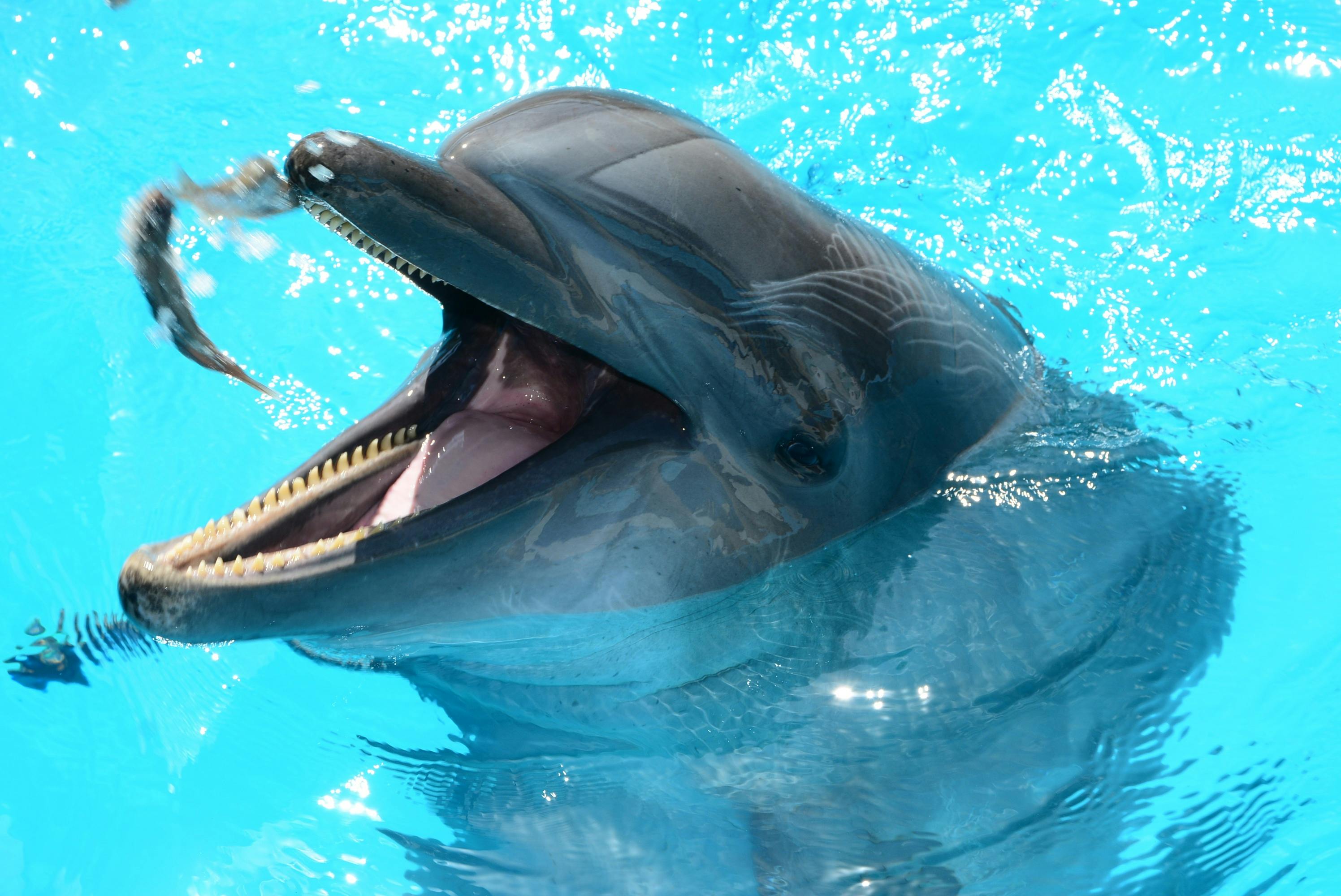 Kostenloses Foto zum Thema: delfine, delphinarium, fisch