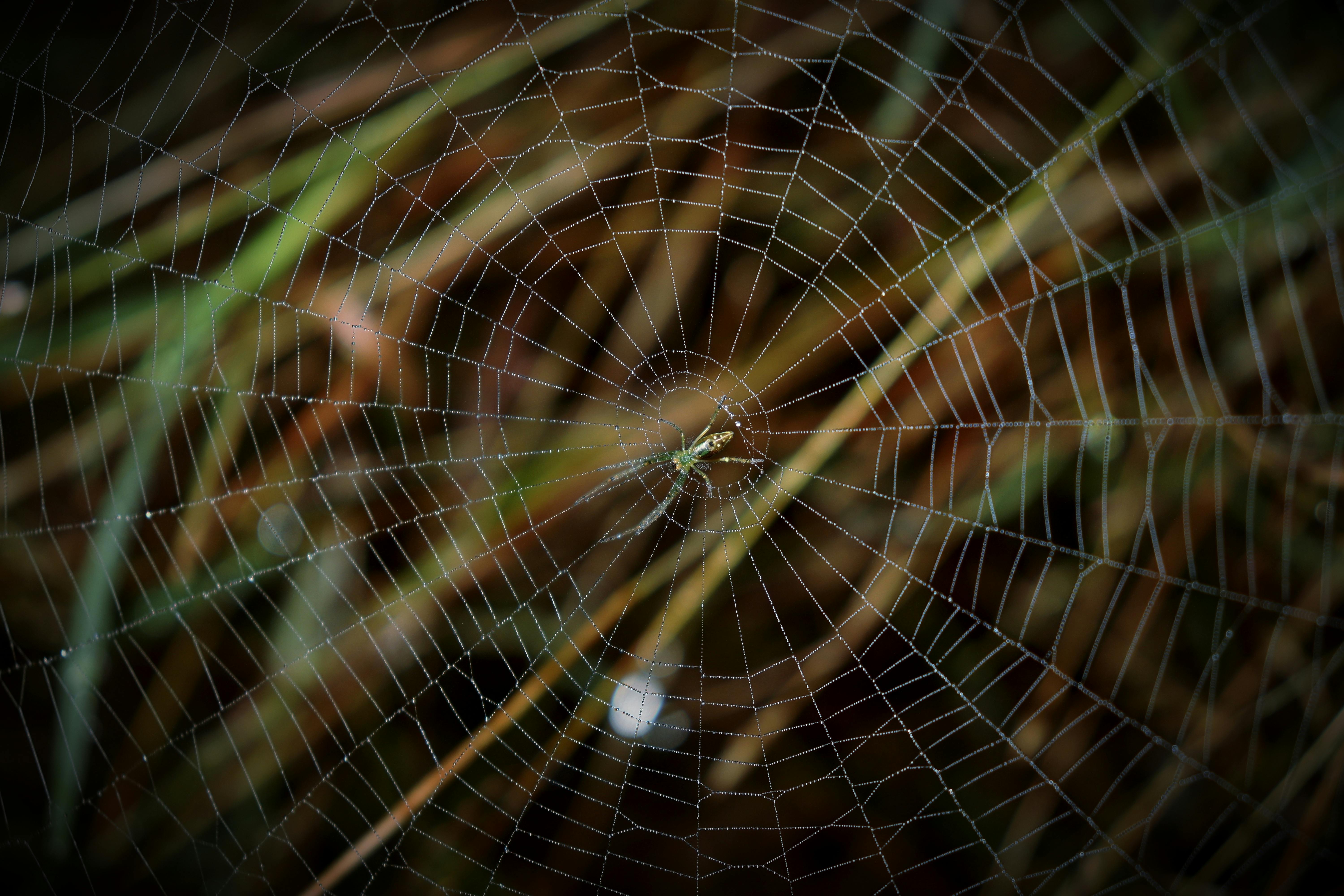 Stunning close-up of a spider web with dewdrops captured in Shoolagiri, India.