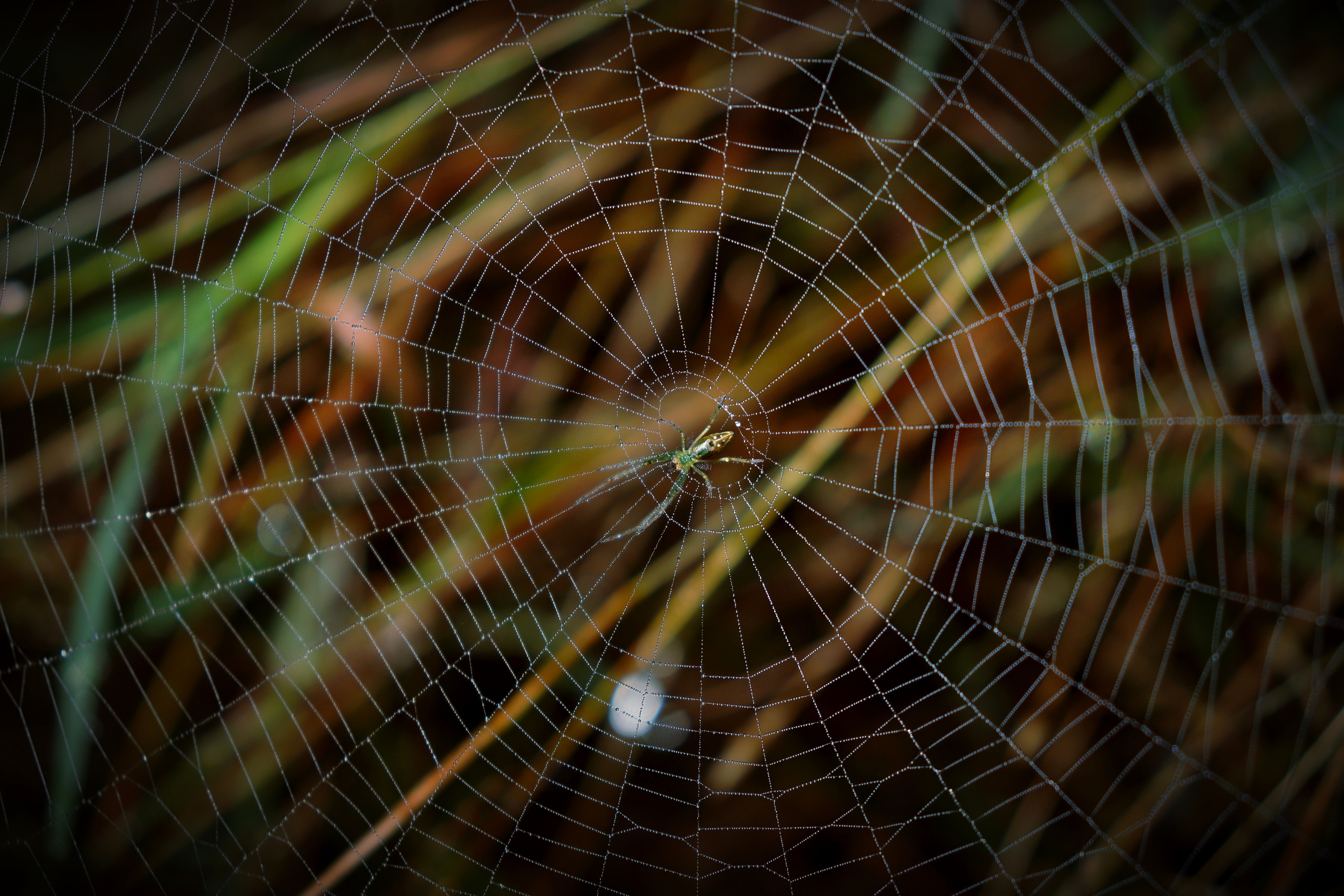 Dewy Spider Web in Shoolagiri Nature · Free Stock Photo