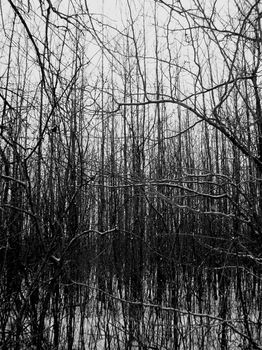 Monochrome photo of leafless trees in a snowy forest, evoking a moody atmosphere.