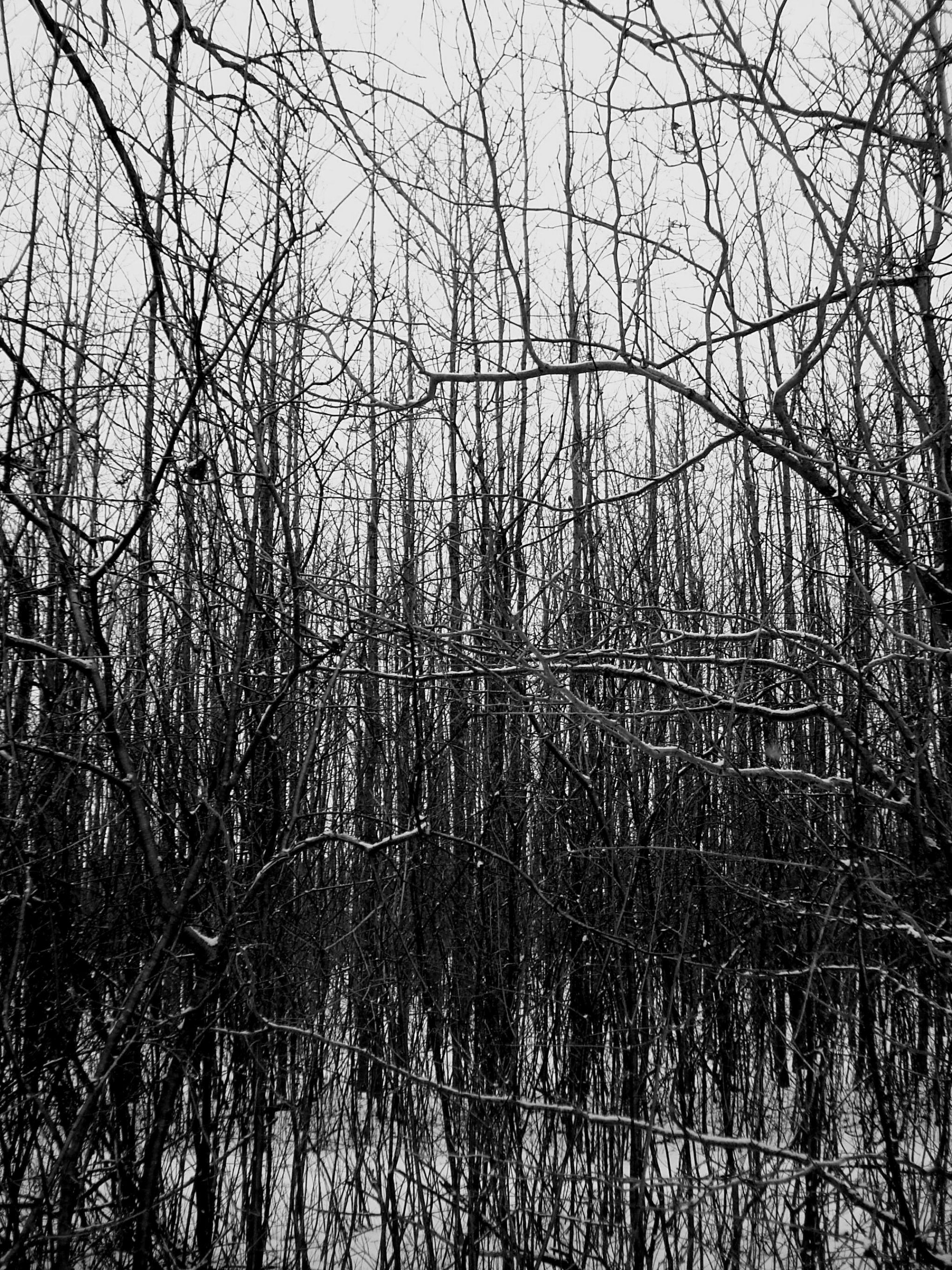Black and White Winter Forest Scene · Free Stock Photo