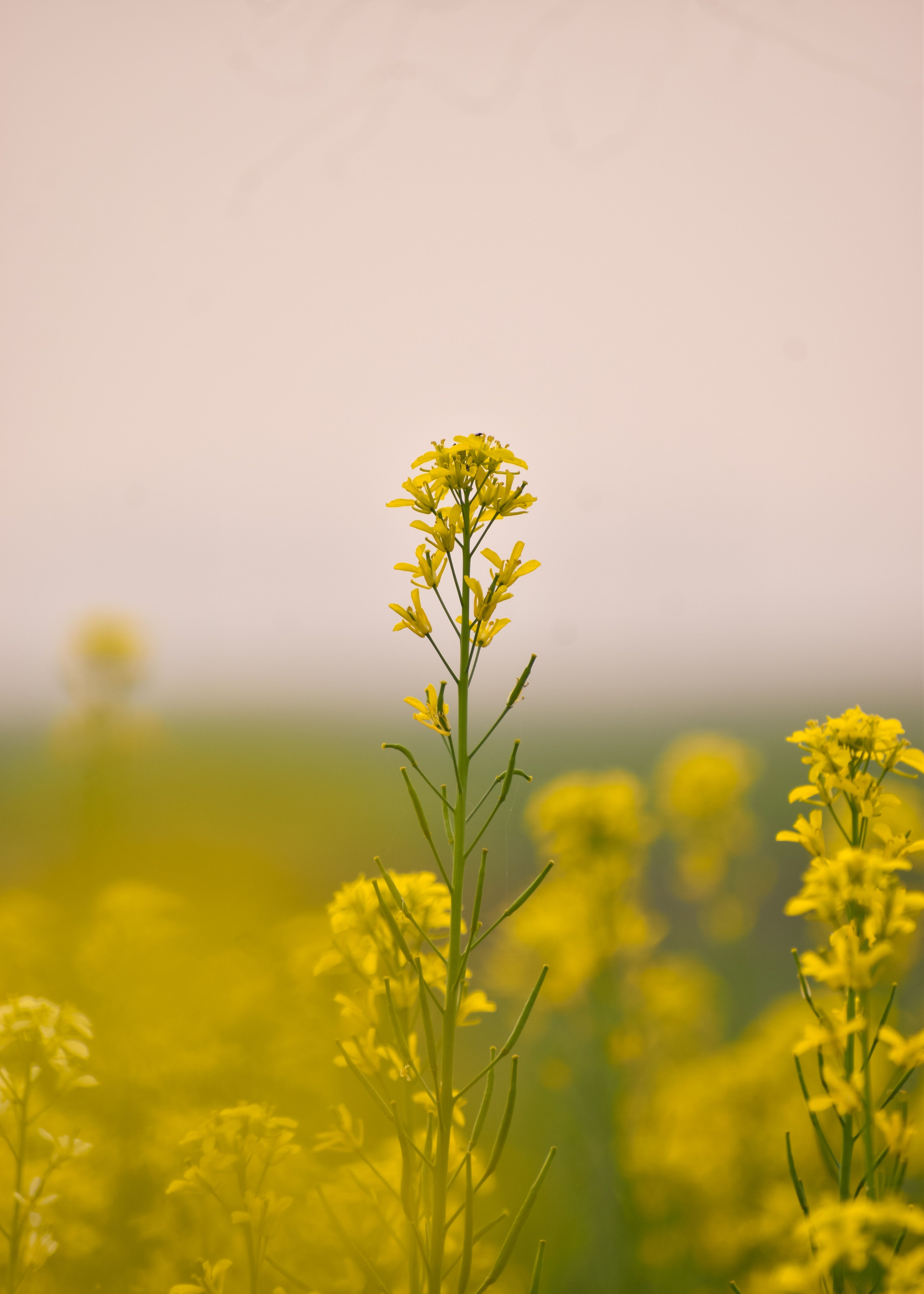 Rajasthan Mustard