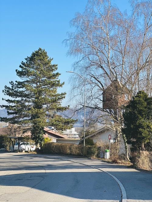 Free A serene suburban street lined with trees on a sunny day. Stock Photo