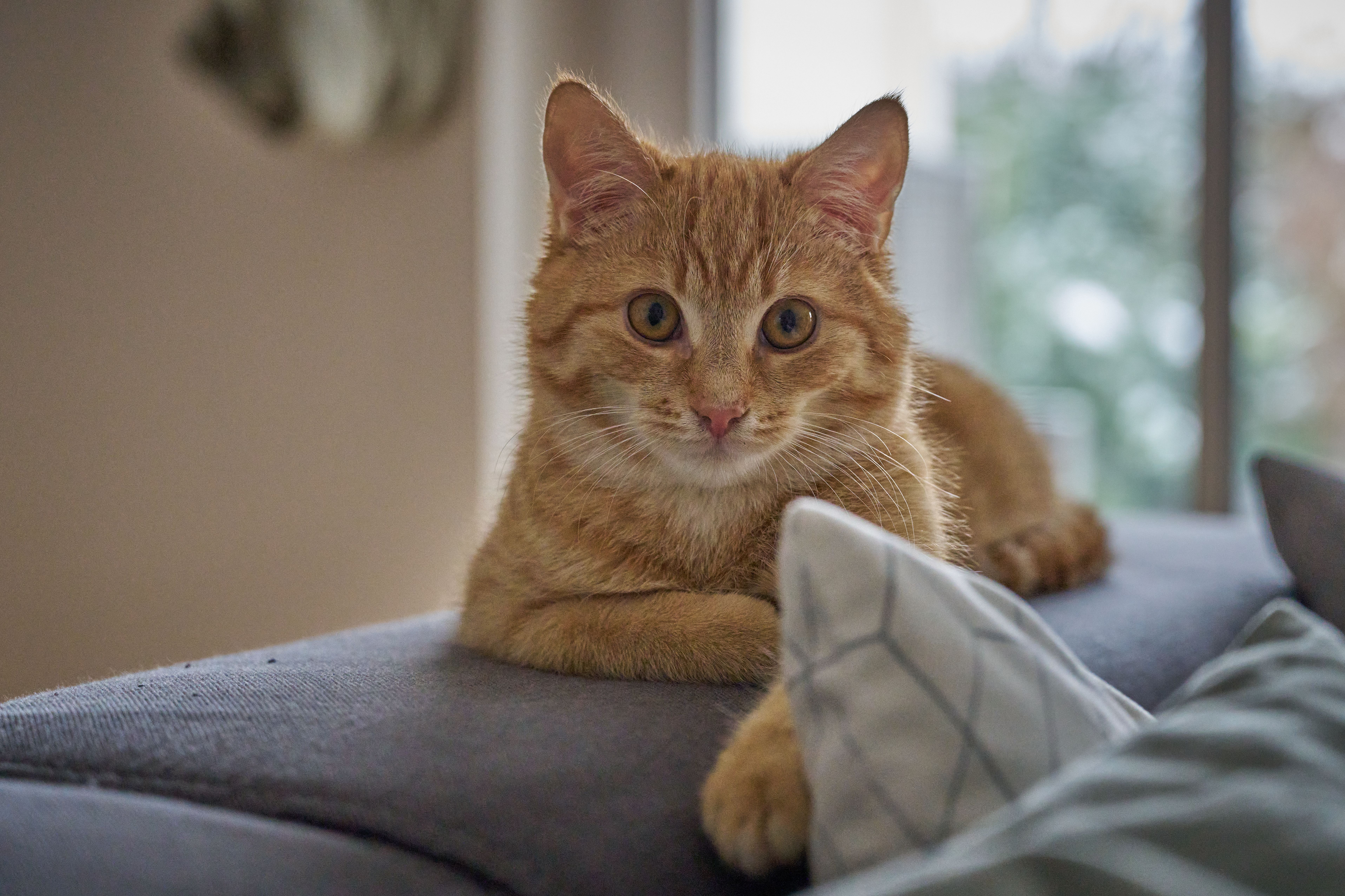 Votre Entreprise, Visite à domicile pour animaux à Soyons
