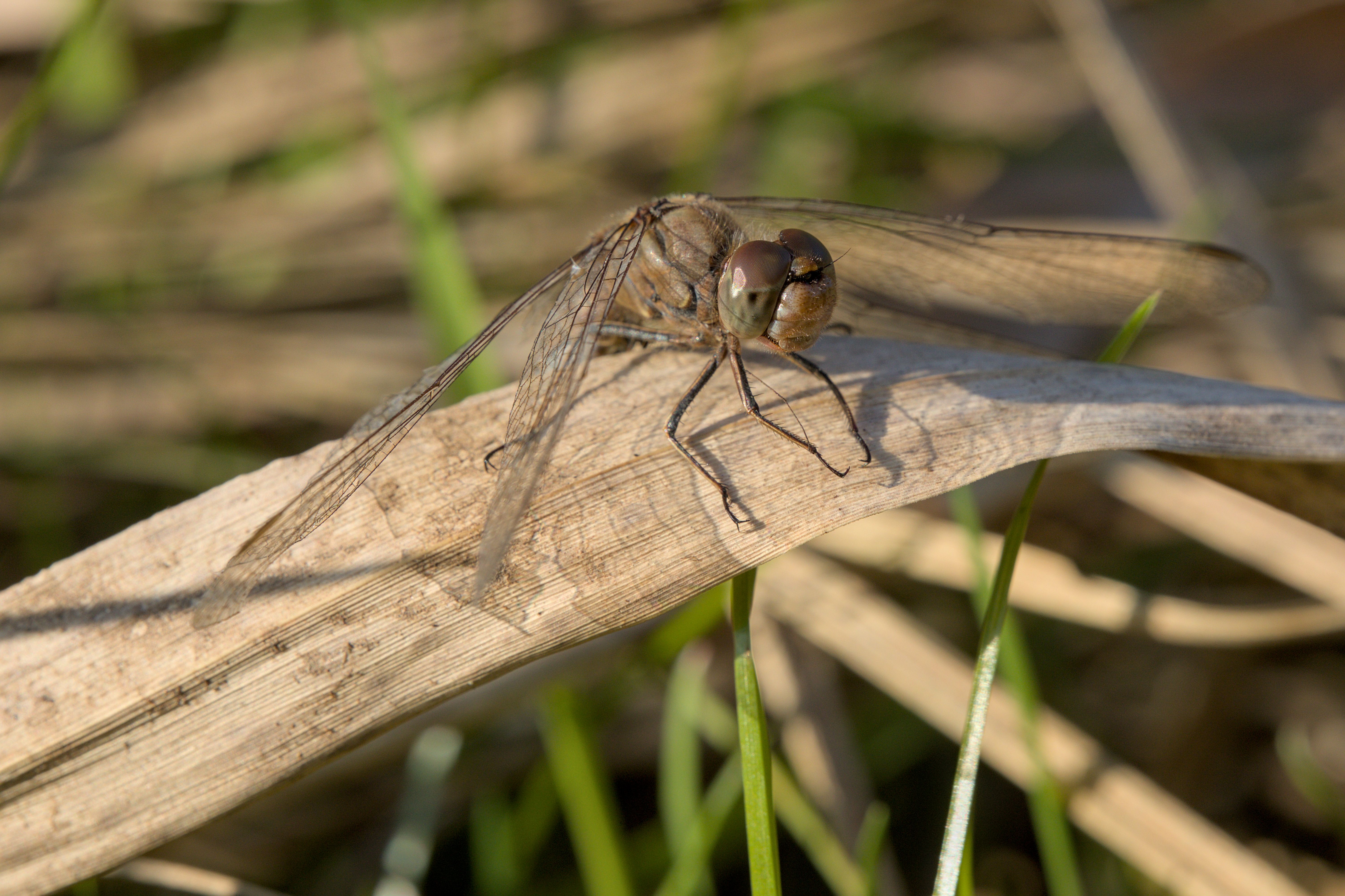 Close-up Photo of a Dragonfly on a Blade of Grass · Free Stock Photo