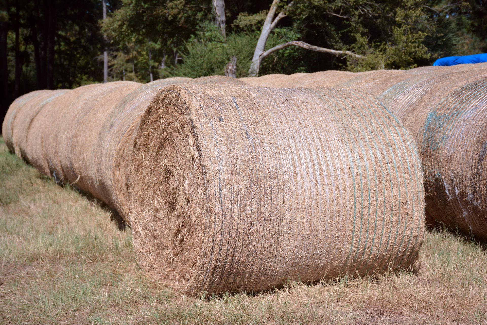 Free stock photo of bale, cattle, farm