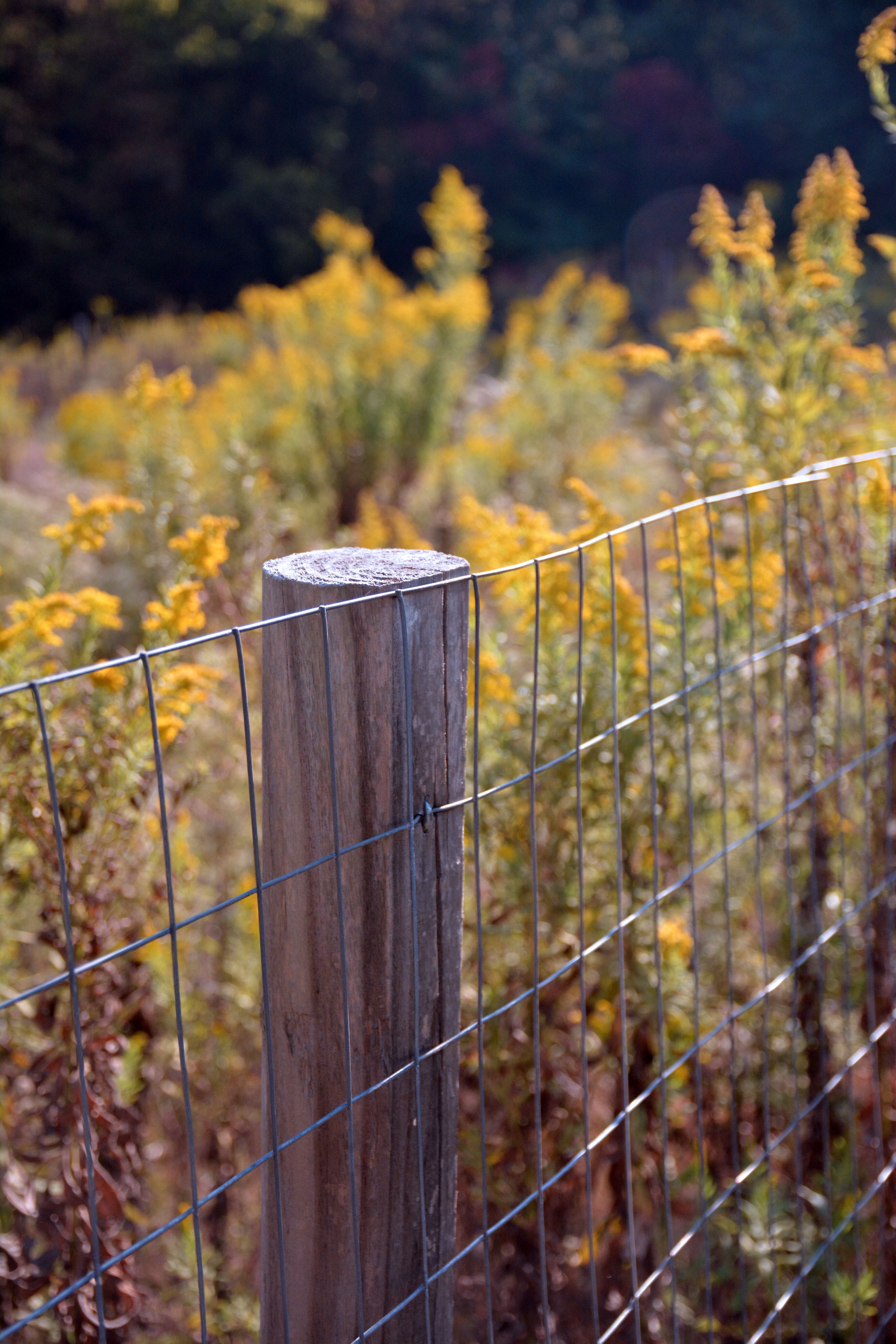 Sunlit yellow wildflowers bloom behind a wire fence in a rural field, Mount Ida, Arkansas.
