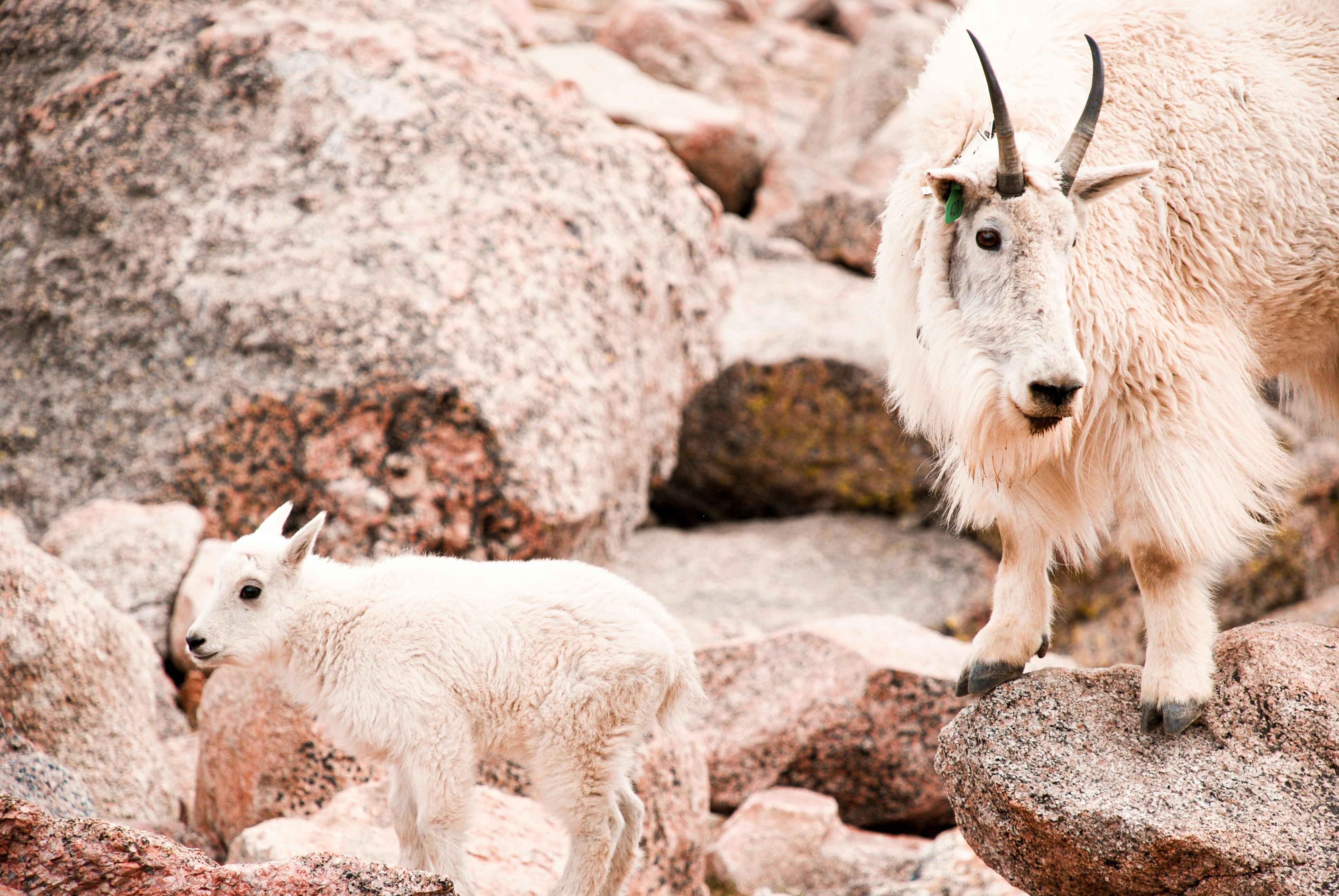 A mother mountain goat and kid on rocky terrain in Mount Evans, Colorado.