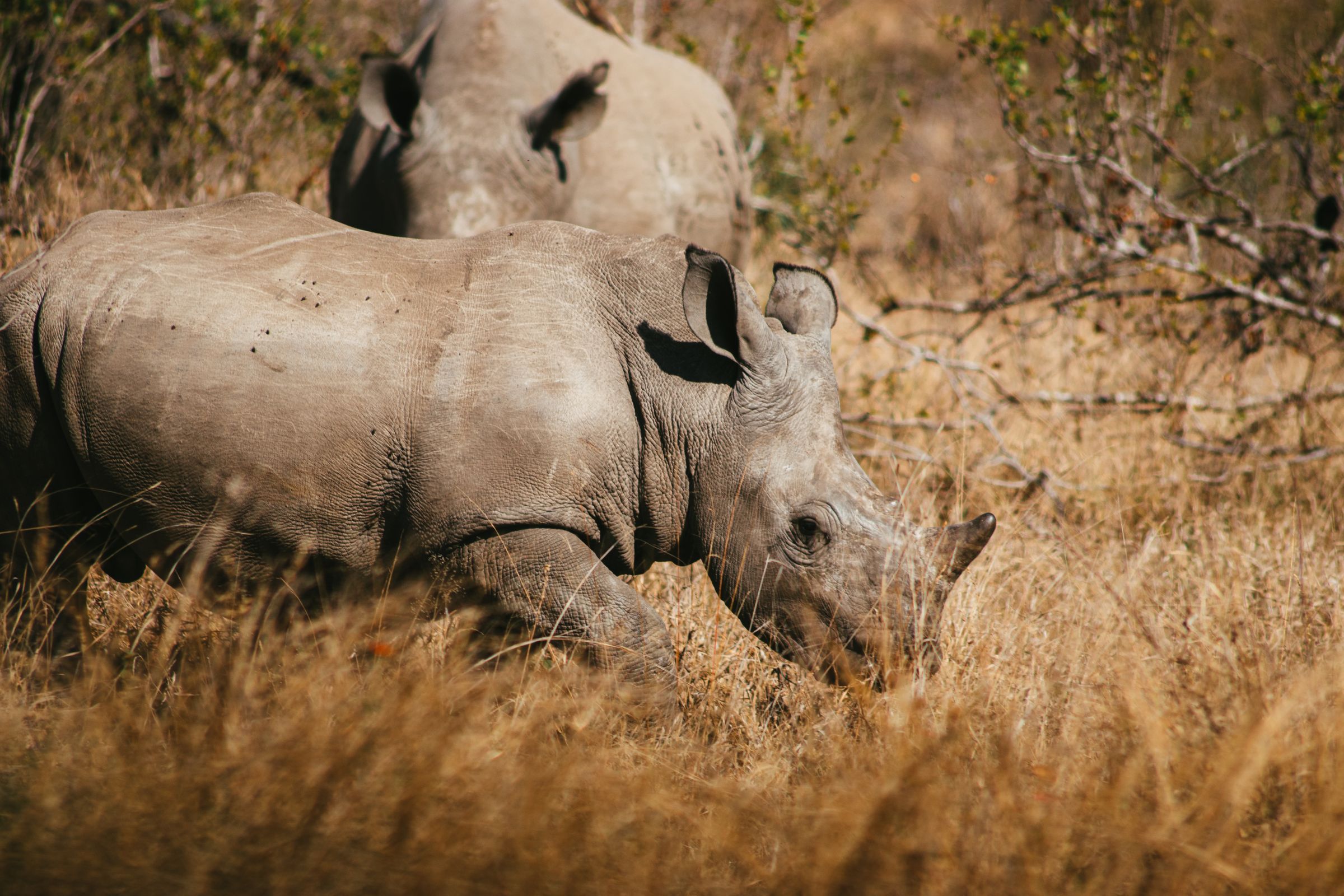 Zuid-Afrika highlights