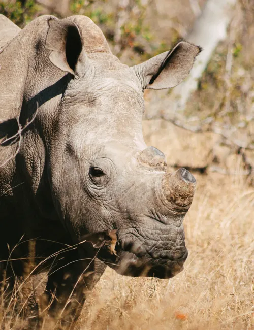 The Ultimate Kruger National Park Safari Guide: Wildlife, Planning, and Insider Secrets