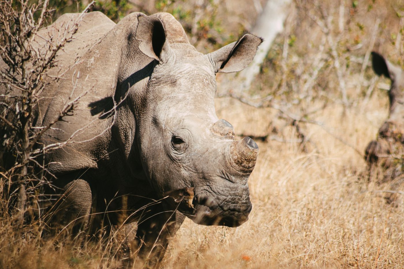 A white rhinoceros in the South African bushveld