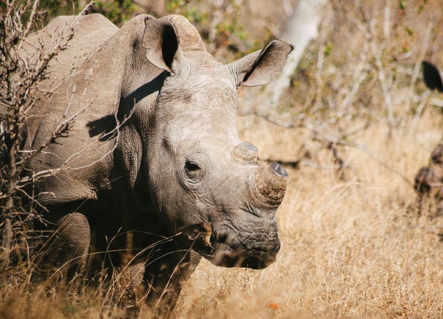 Kruger National Park, South Africa — skyline and landmarks · stay connected with a Kruger National Park eSIM from My Holiday SIM