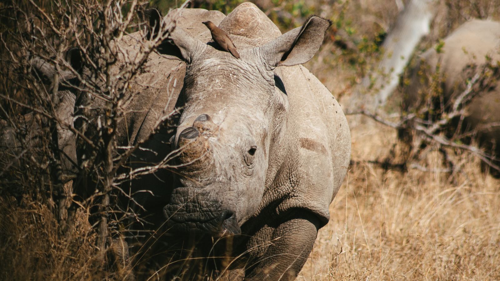Majestic rhino in kruger national park safari, Eswatini
