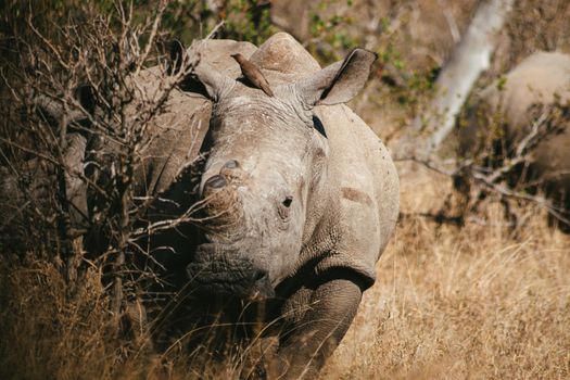 A captivating shot of a rhino in its natural habitat at Kruger National Park, South Africa.