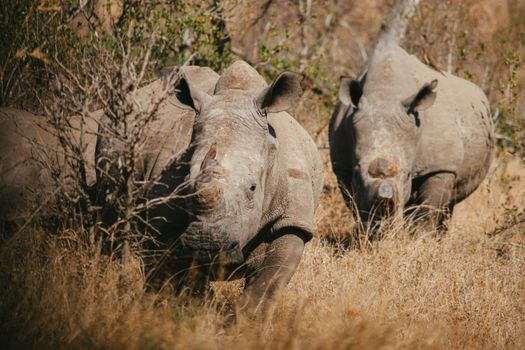 Two white rhinos roaming the wild bushveld in Kruger National Park, South Africa.