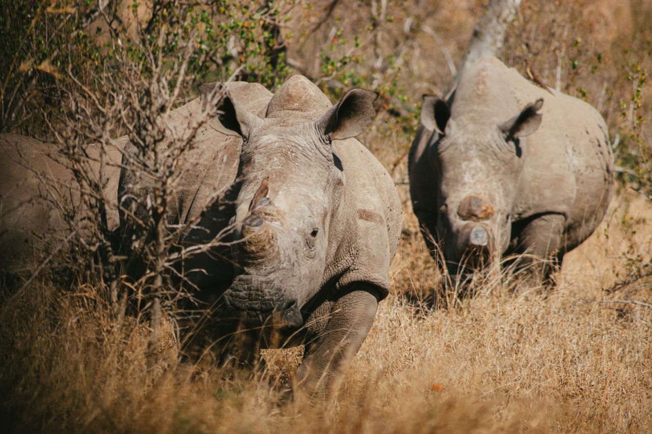 two white rhinos roaming the wild bushveld in kruger national park sou