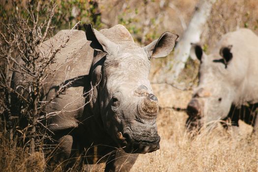 Two white rhinos forage in the South African bushveld, showcasing wildlife in its natural habitat.