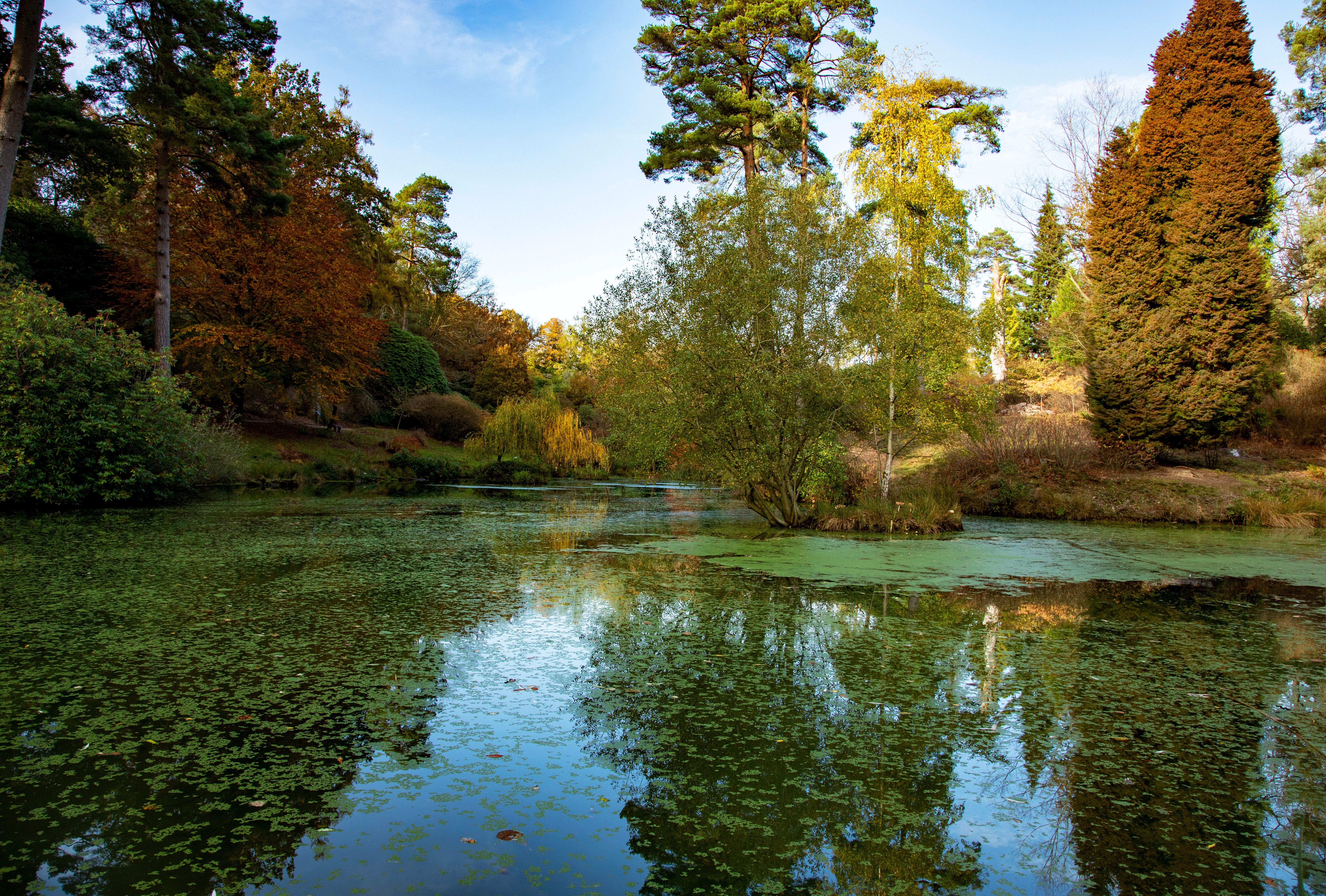 Tranquil Autumn Pond with Vibrant Foliage Reflections · Free Stock Photo