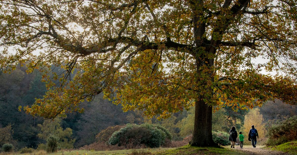 How to Plan a Perfect Family Nature Walk