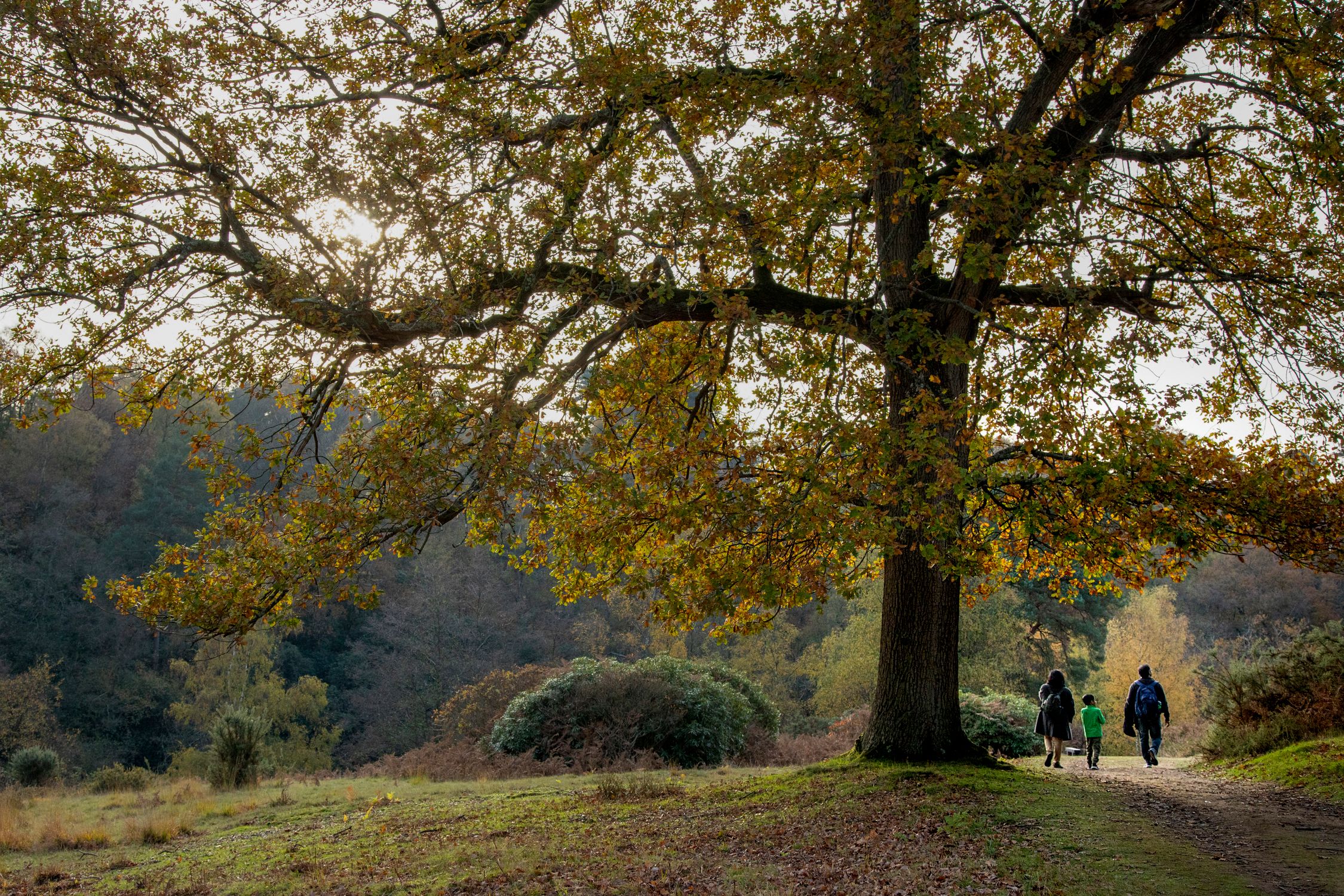 Fall Tree Walk Peaceful Autumn Walk Under Golden Oak Tree · Free Stock Photo