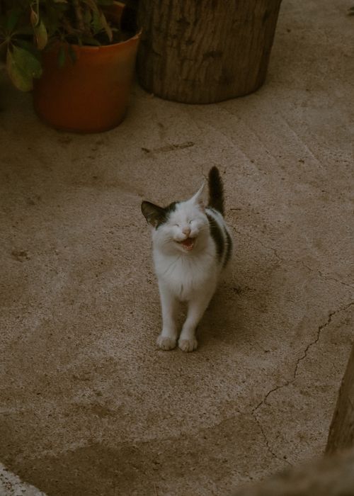 Free A cheerful cat enjoying the outdoors on a concrete surface with a potted plant nearby. Stock Photo
